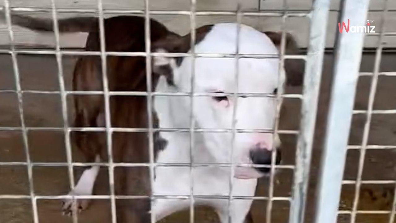 Tierheim veranstaltet eine Weihnachtsfeier für die Tiere: Am Ende gibt es eine böse Überraschung