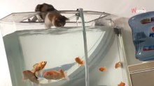 Kat gaat op jacht naar zijn zwemmende huisgenoten: de beelden zijn hilarisch! (video)
