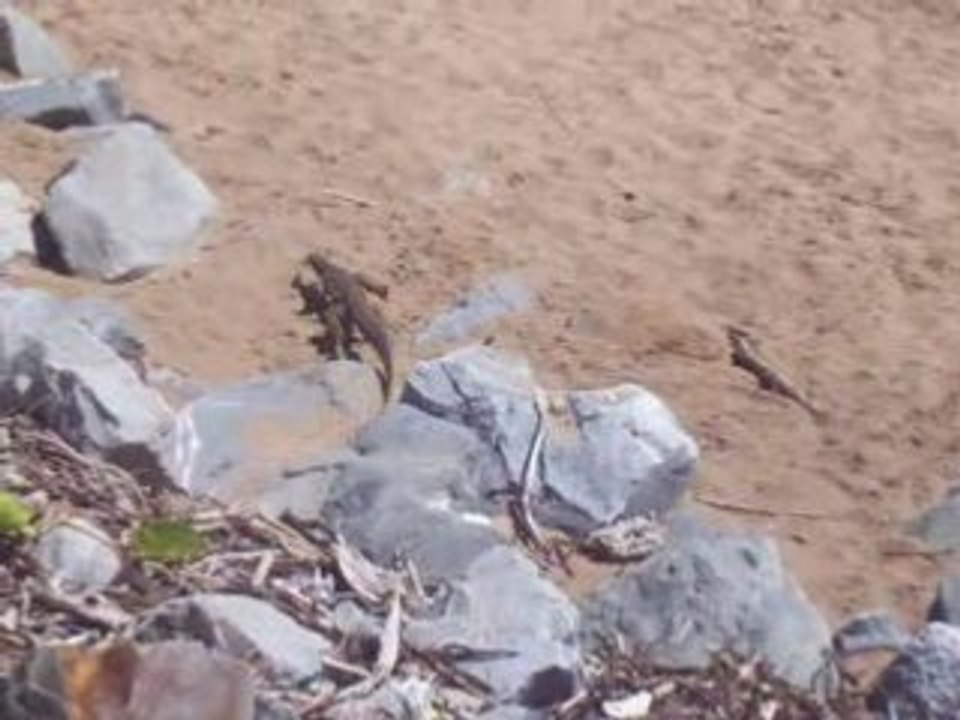 Goanna