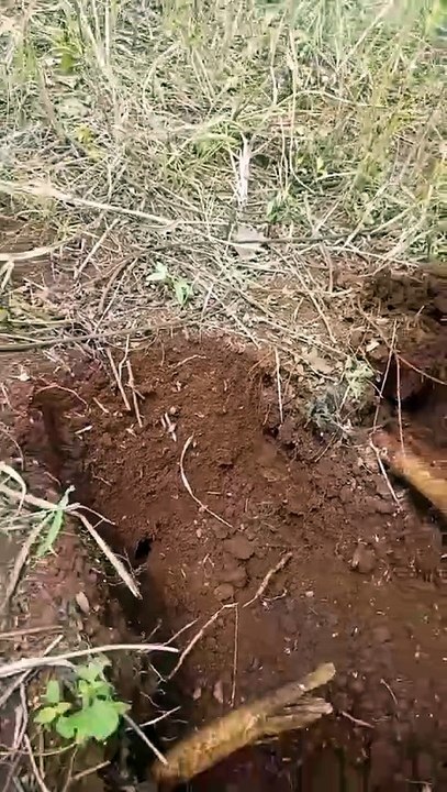 Join us on an adventure to find mole crickets by digging their burrows. Nature is full of surprises!