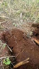 Join us on an adventure to find mole crickets by digging their burrows. Nature is full of surprises!