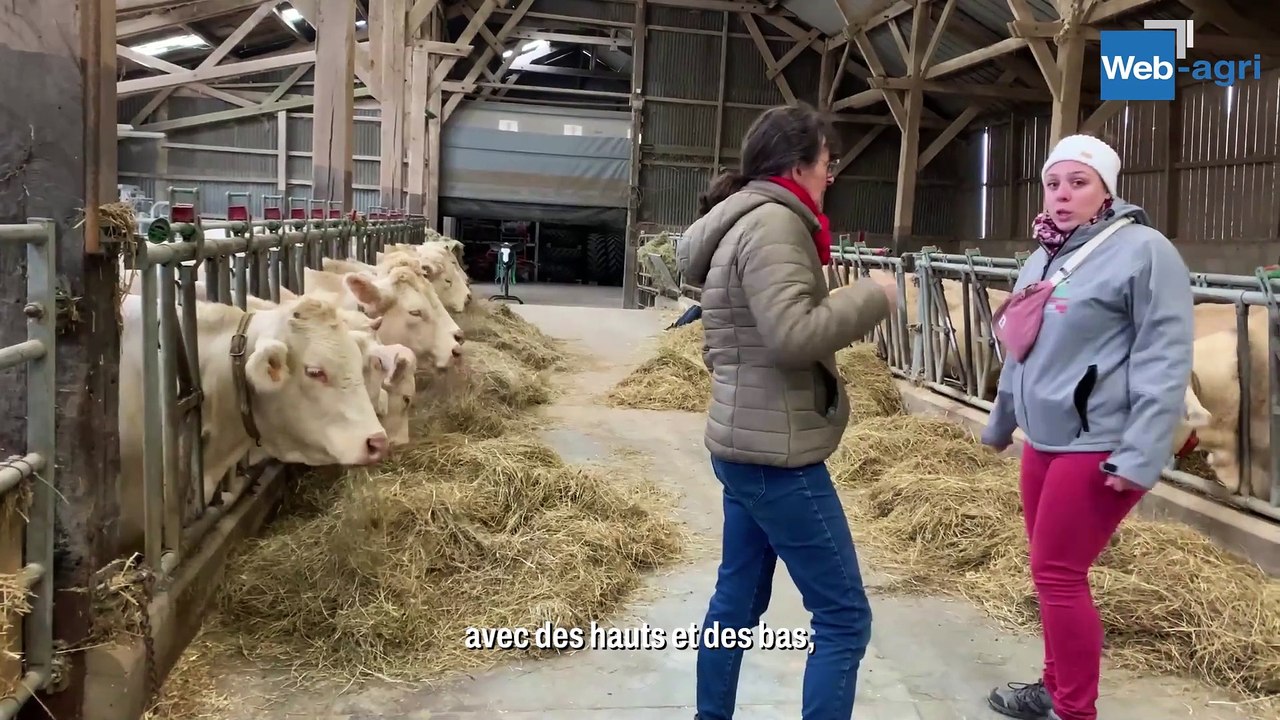 Dans l'Eure, la Ferme de Maurepas mise sur le Charolais sans corne