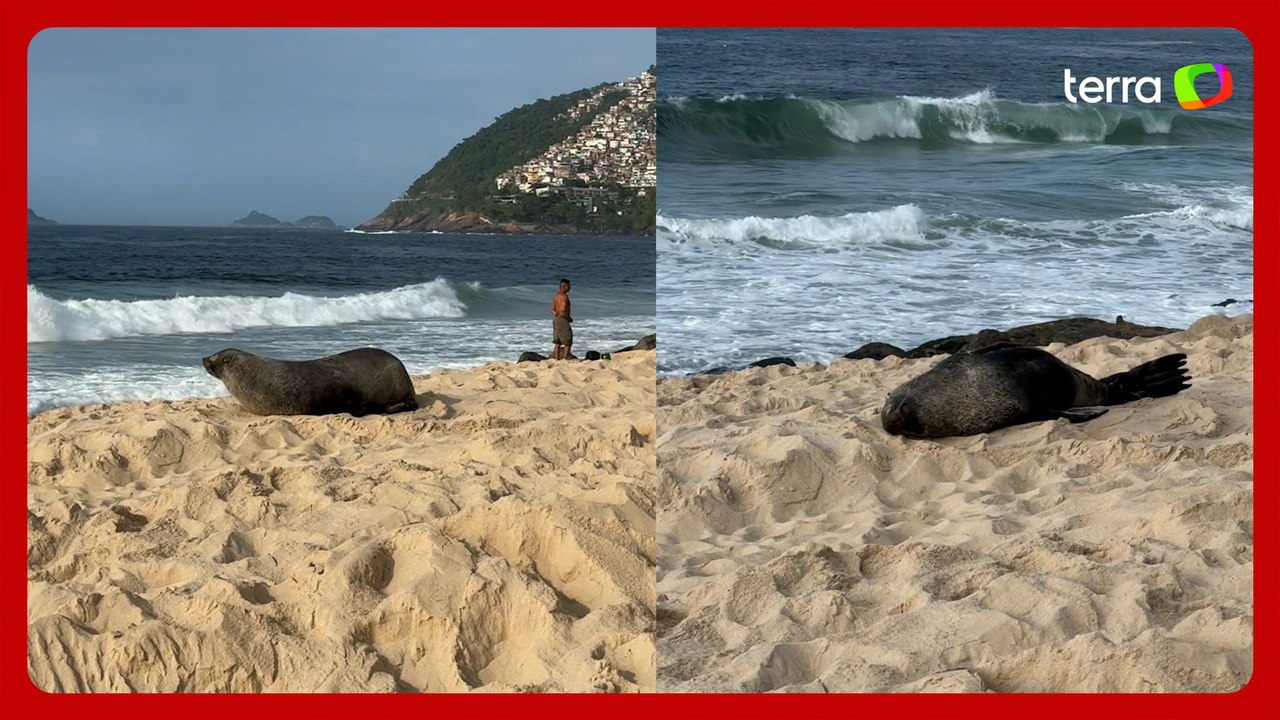Banhistas flagram lobo-marinho nas areias da Pr...