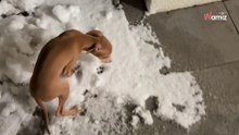Video. Levriero Italiano scopre la neve: la sua reazione fa ridere oltre 1 milione di internauti