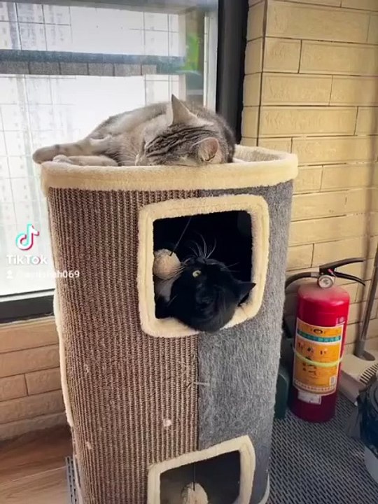 Cats 🐶 activity