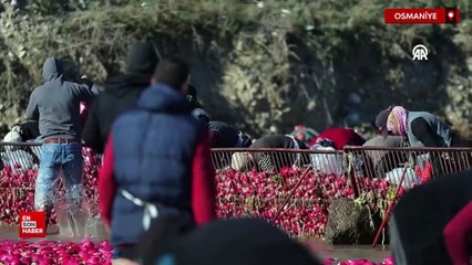 Osmaniye'de tescilli Kadirli turpunda hasat dönemi başladı