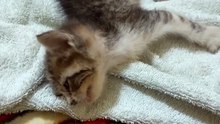 My little cat got sick and we took good care of her until she recovered.