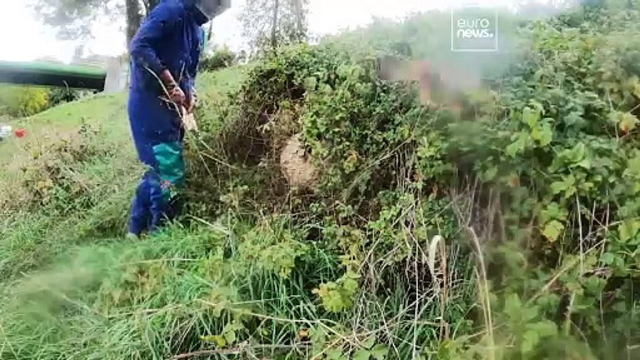 Asiatische Hornisse: Alles, was Sie über ihre Invasion in Europa wissen müssen