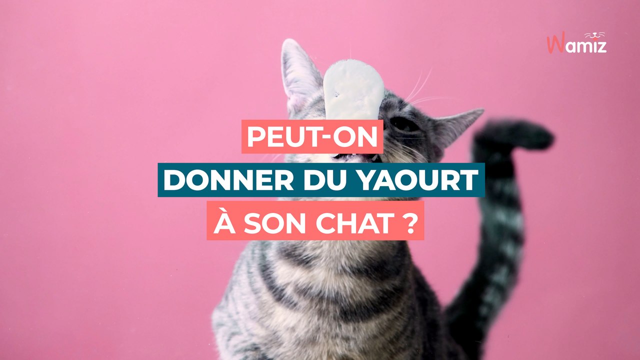 Donner du yaourt à son chat : est-ce une bonne idée pour sa santé ?
