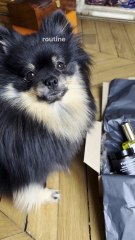 Routine Spitz nain by Tofu