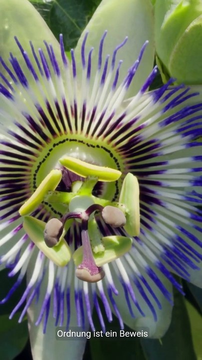 Sure Al A`la-einige Fakten