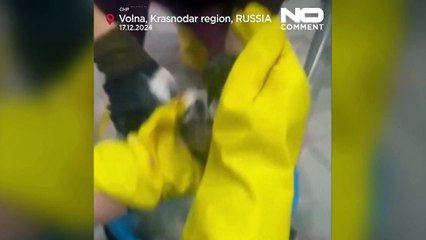 Πετρελαιοκηλίδα καταστρέφει ακτές της Μαύρης Θάλασσας, προκαλώντας μεγάλη περιβαλλοντική καταστροφή