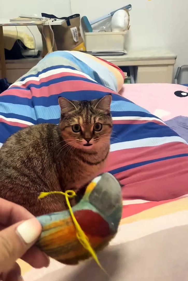 ⁣Funniest pets | cute animals #cute animals #cutespets #animals #shorts
