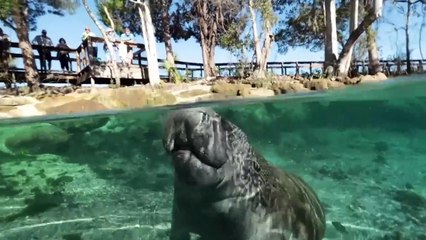 What Is The Connection Between This Very Unlikely Animal Relatives? Come With Us to Find Out!