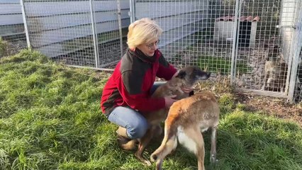 10 Urgent : 10 Malinois à Donner Avant la Fermeture de l'Élevage Clair Vaillant 🐶