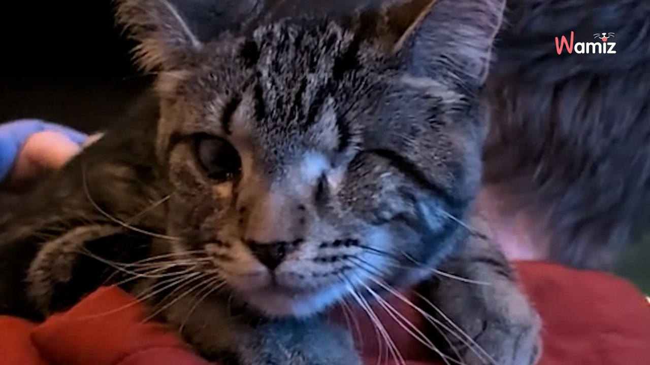 Ce chat tigré borgne n’a aucune demande d’adoption : tout le monde a le coeur brisé