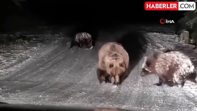 Kış Uykusuna Yatmayan Ayıların Sevimli Anları Kamerada