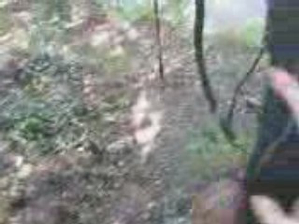 Ds la jungle