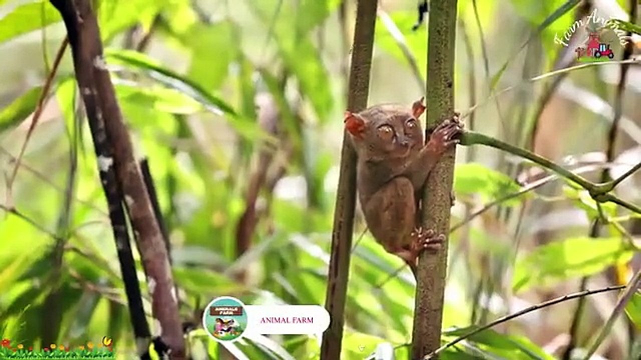 A Relaxing Compilation of Cute Little Farm Animal Sounds - Bear, Chinchilla, Chipmunk