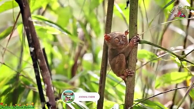 A Relaxing Compilation of Cute Little Farm Animal Sounds - Bear, Chinchilla, Chipmunk