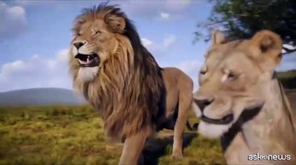 Nei cinema il film Disney di Natale "Mufasa: Il Re Leone"