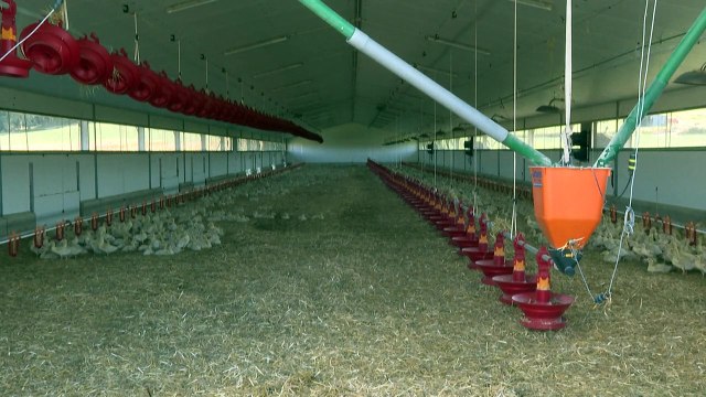 EUA confirmam 1º caso grave de gripe aviária em humanos