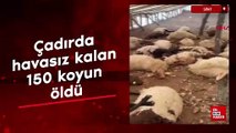 Siirt'te çadırda havasız kalan 150 koyun öldü