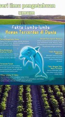 7 Fakta Lumba-lumba Hewan Tercerdas di Dunia#short