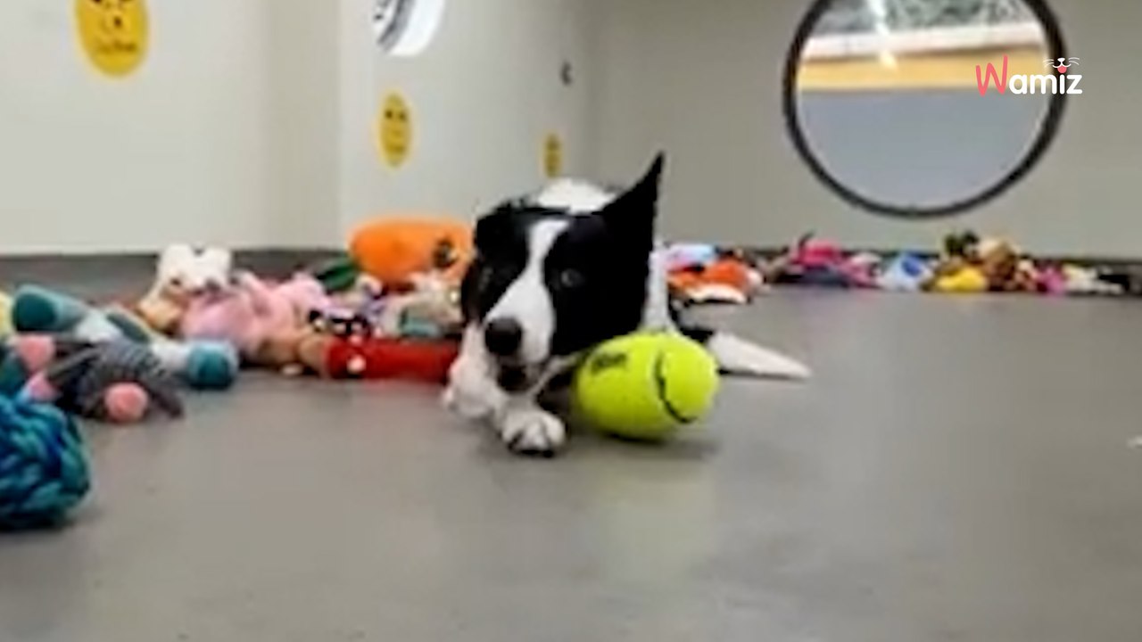 Los perros del refugio eligen sus juguetes de Navidad: ¡imposible no ver el vídeo hasta el final!
