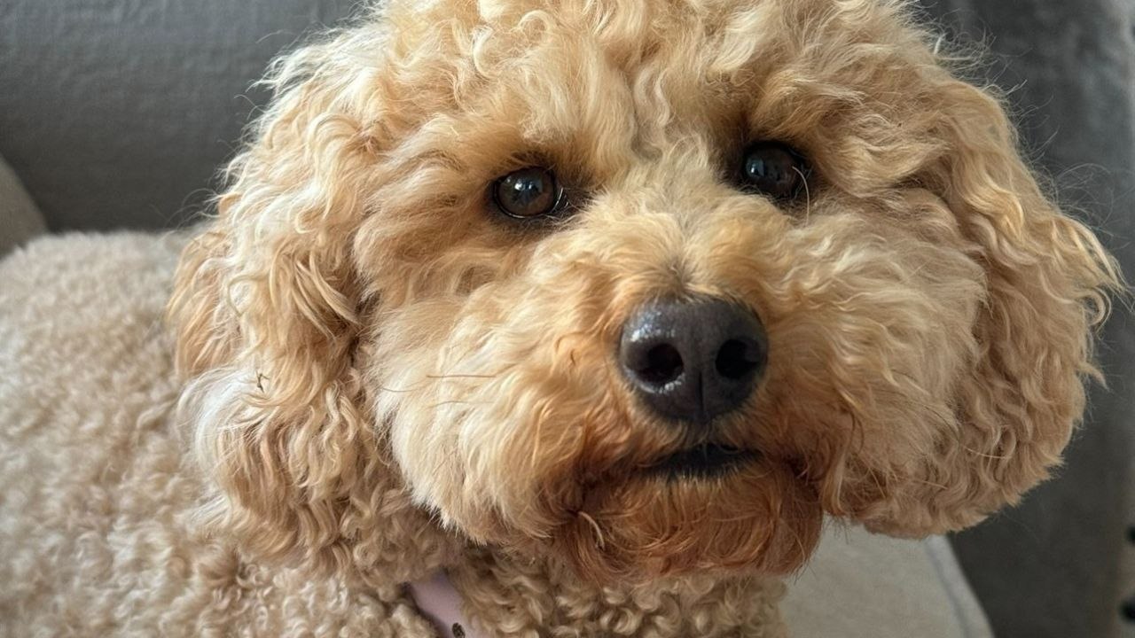 Hund hat unheimliche Ähnlichkeit mit Hollywood-Schauspieler Will Ferrell