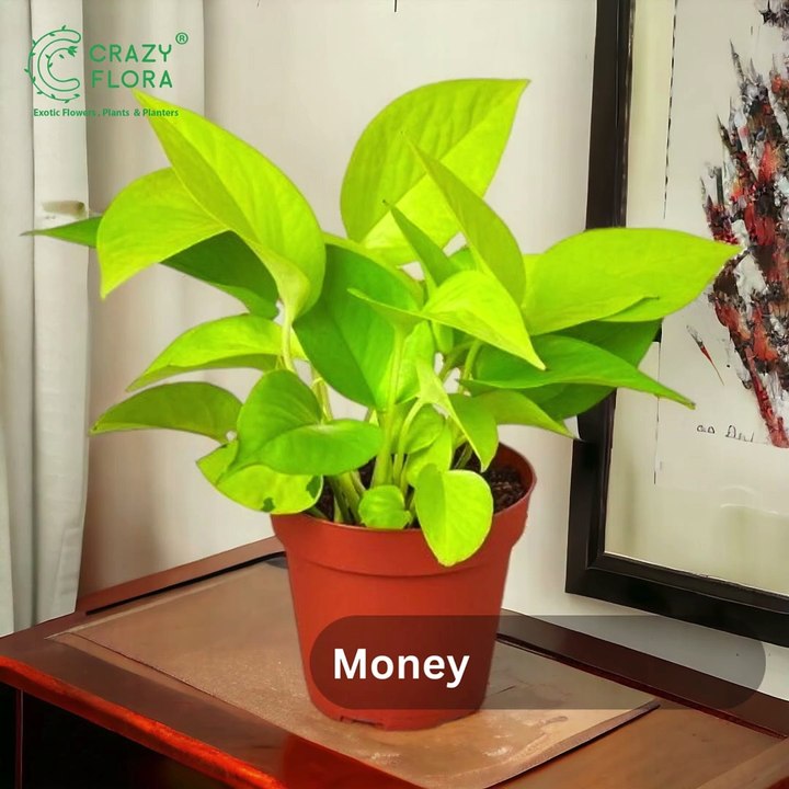 Money Plant