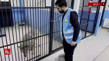 Bitlis Tatvan'da yaralı halde bulunan kurt tedavi altına alındı