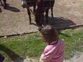 ils sont beau ces petits bodets