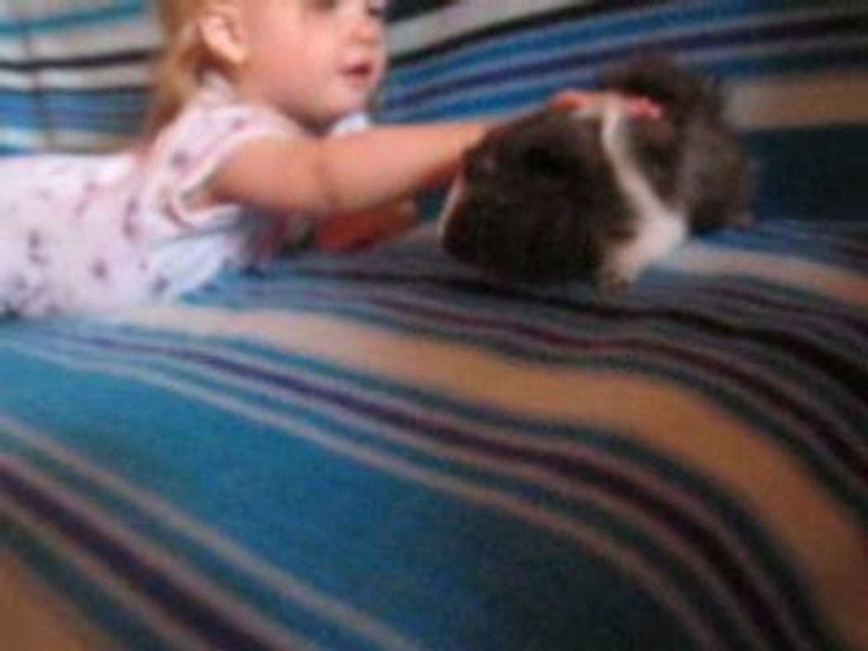 26 avril 2008 cochon dinde