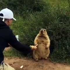 🐱 Discover the REAL Purrfection in our latest video all about CATS! 💖 Eve