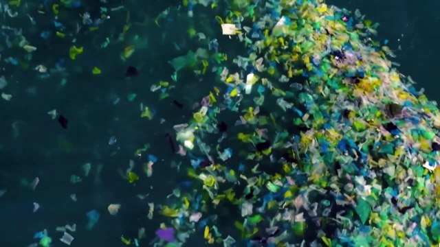 Research concludes microplastics accumulate in the body and may harm reproductive health