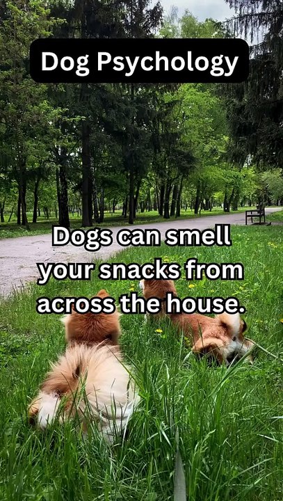 Why Dogs Smell Your Snacks! 🐾🍟