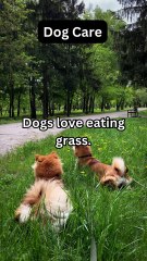Dogs Eating Grass: Salad or Snack? 🐾🥗
