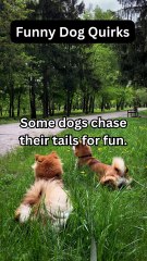 Why Dogs Chase Their Tails! 🐕🔄