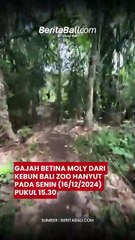Gajah Betina Moly dari Kebun Bali Zoo hanyut pada Senin (16/12/2024) pukul 15.30