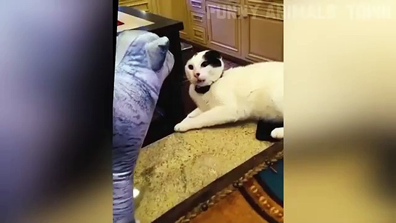 Funny Animal Town