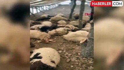 150 koyun havasızlıktan öldü