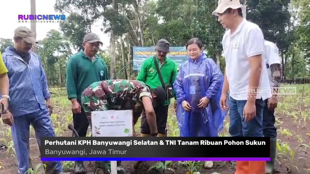 Perhutani KPH Banyuwangi Selatan Bersama TNI-Garnisun dan Stakeholder Tanam Ribuan Pohon Sukun di Wilayah Hutan Kalipait