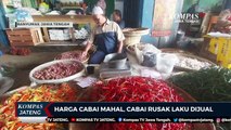 Harga Cabai Mahal, Cabai Rusak Laku Dijual
