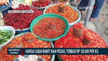 Harga Cabai Rawit di Baubau Makin Pedas, Tembus Rp120 Ribu per Kilogram