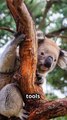 Why Koalas Might Be the Dumbest Animals !