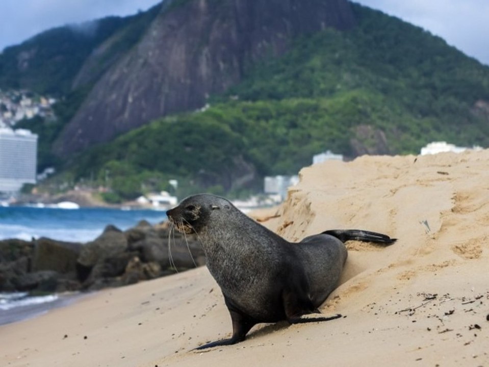 Seebär taucht plötzlich am Strand von Ipanema auf