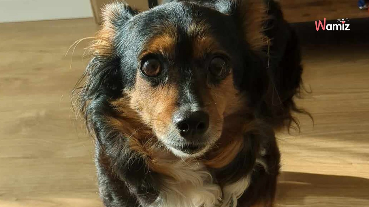 Après avoir vécu toute sa vie dans un jardin, cette petite chienne de 6kg a besoin de trouver une famille rassurante