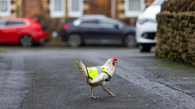 Chicken that loves to wander given high vis jacket to help it cross the road