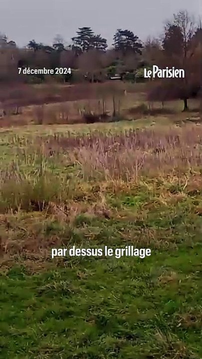 Des chiens de chasse sur le domaine protégé de Yann Arthus-Bertrand